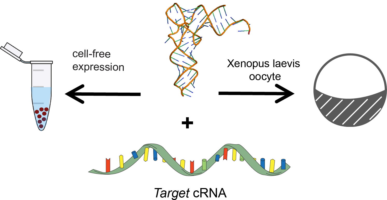 Diagram of tRNA mediated suppresion